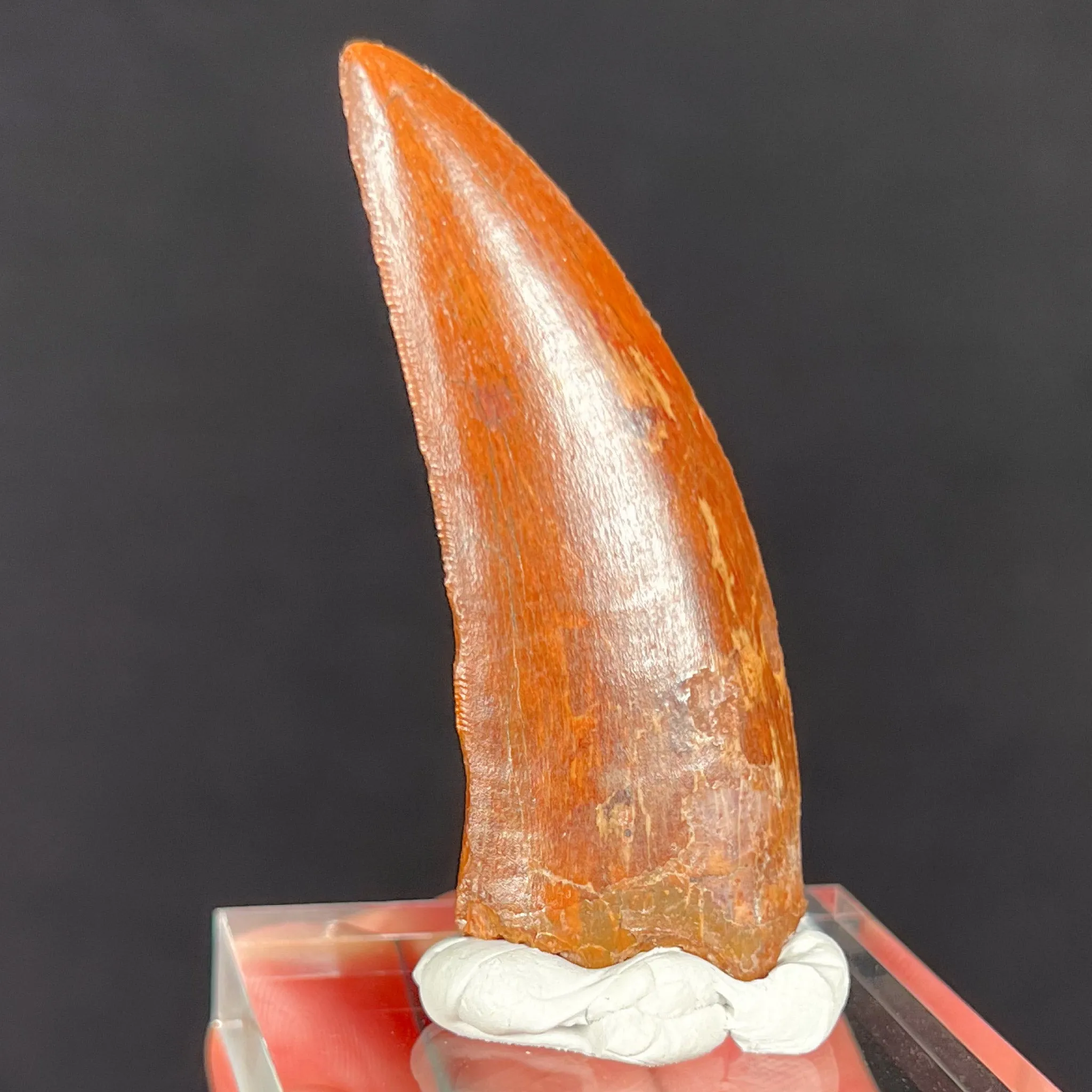 Large Carcharodontosaurus Dinosaur Tooth