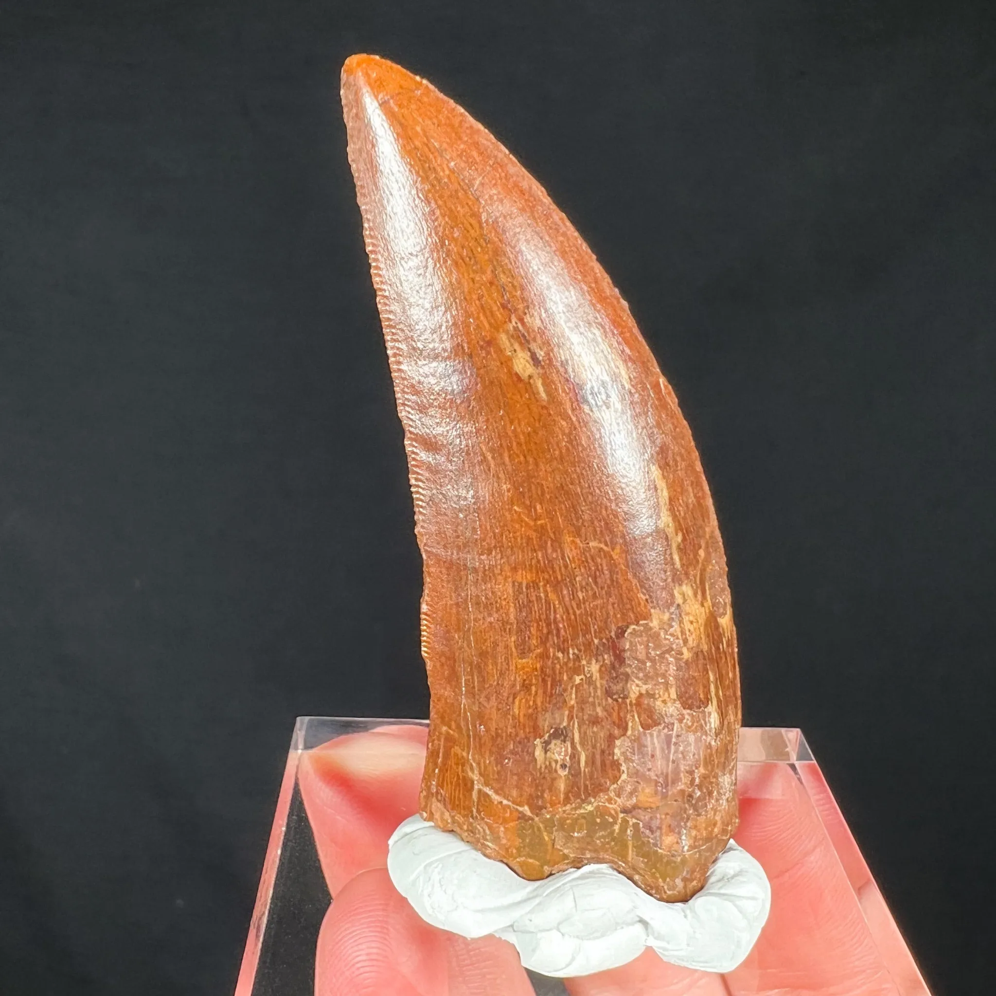 Large Carcharodontosaurus Dinosaur Tooth