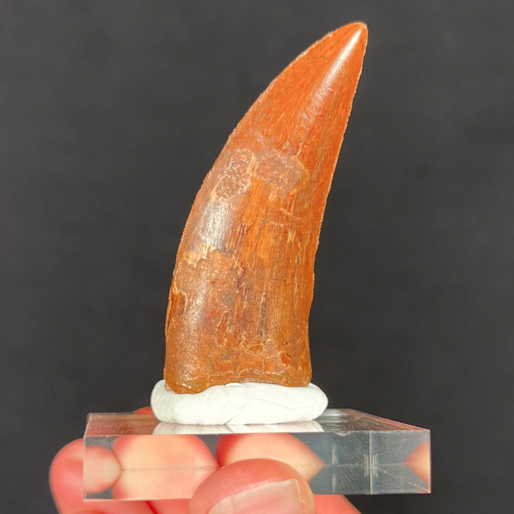 Large Carcharodontosaurus Dinosaur Tooth