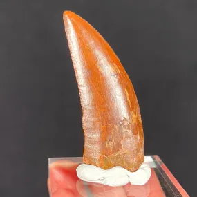 Large Carcharodontosaurus Dinosaur Tooth