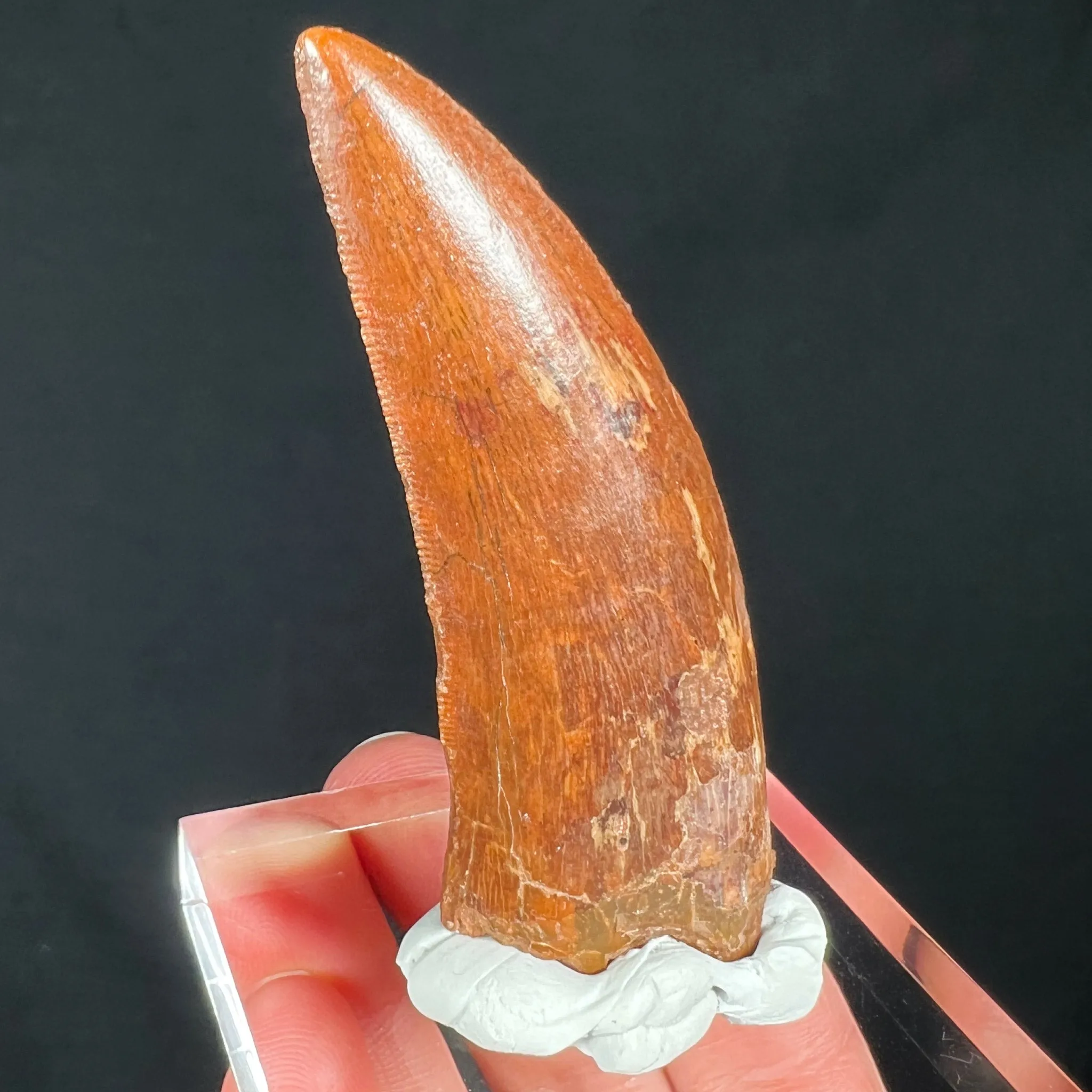 Large Carcharodontosaurus Dinosaur Tooth