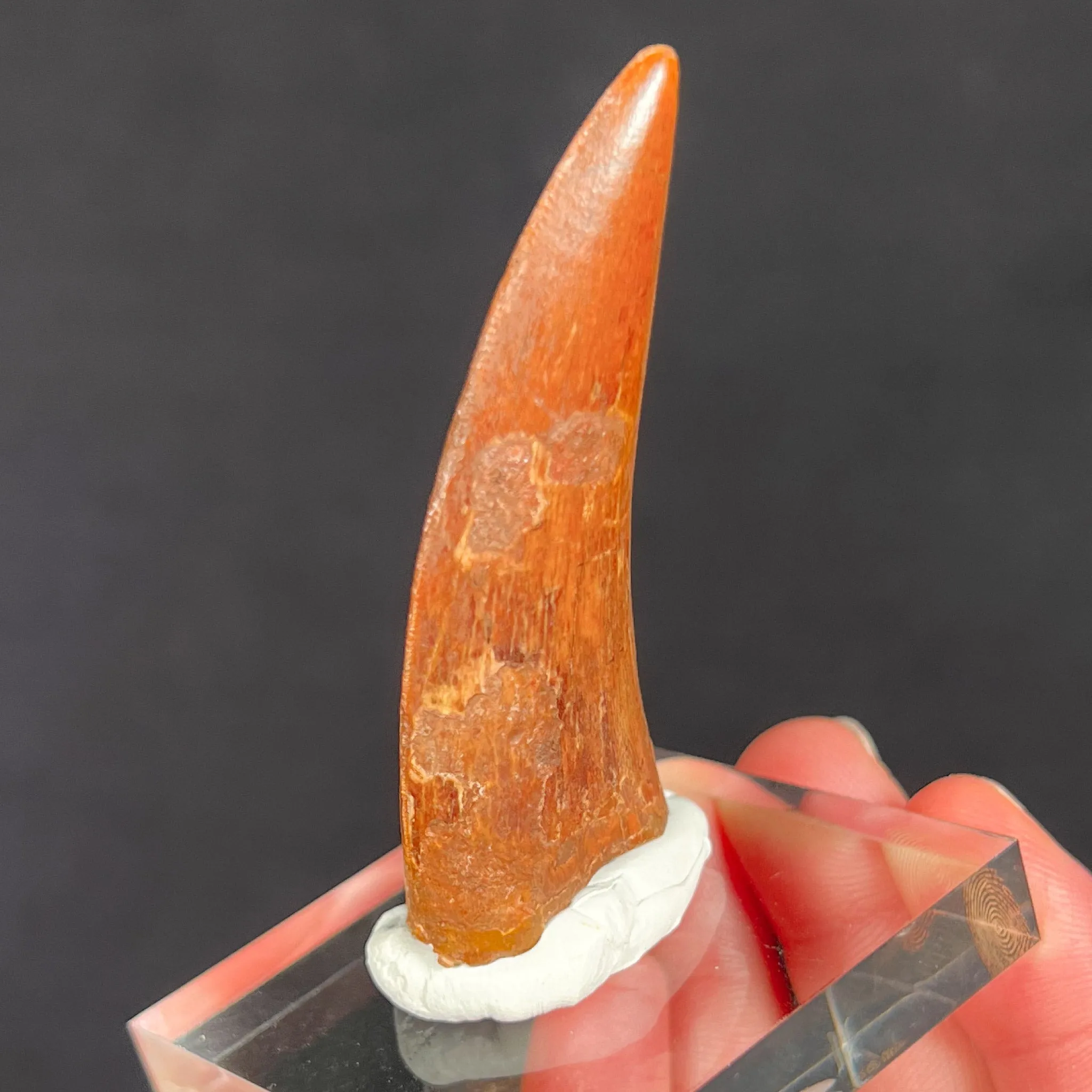 Large Carcharodontosaurus Dinosaur Tooth