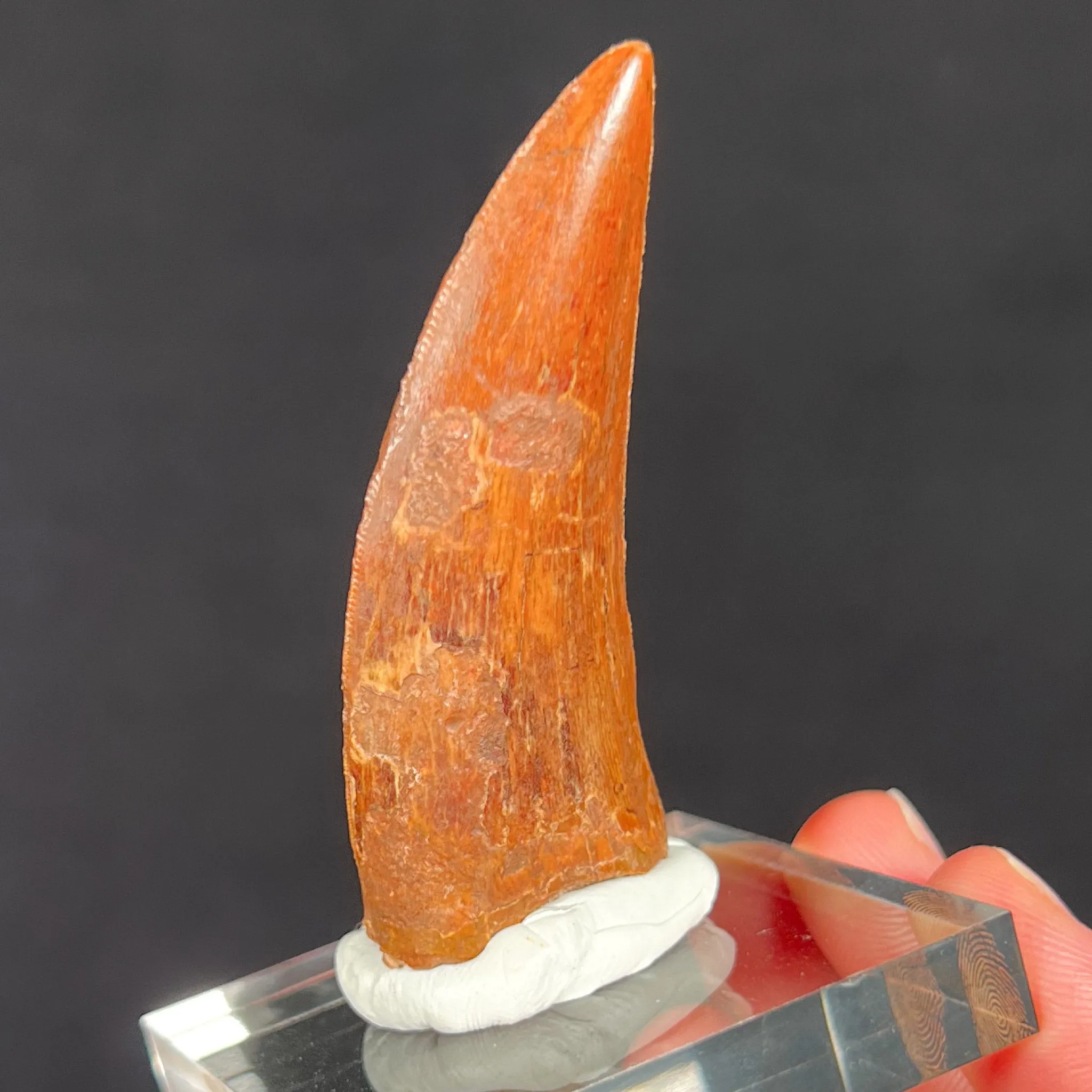 Large Carcharodontosaurus Dinosaur Tooth