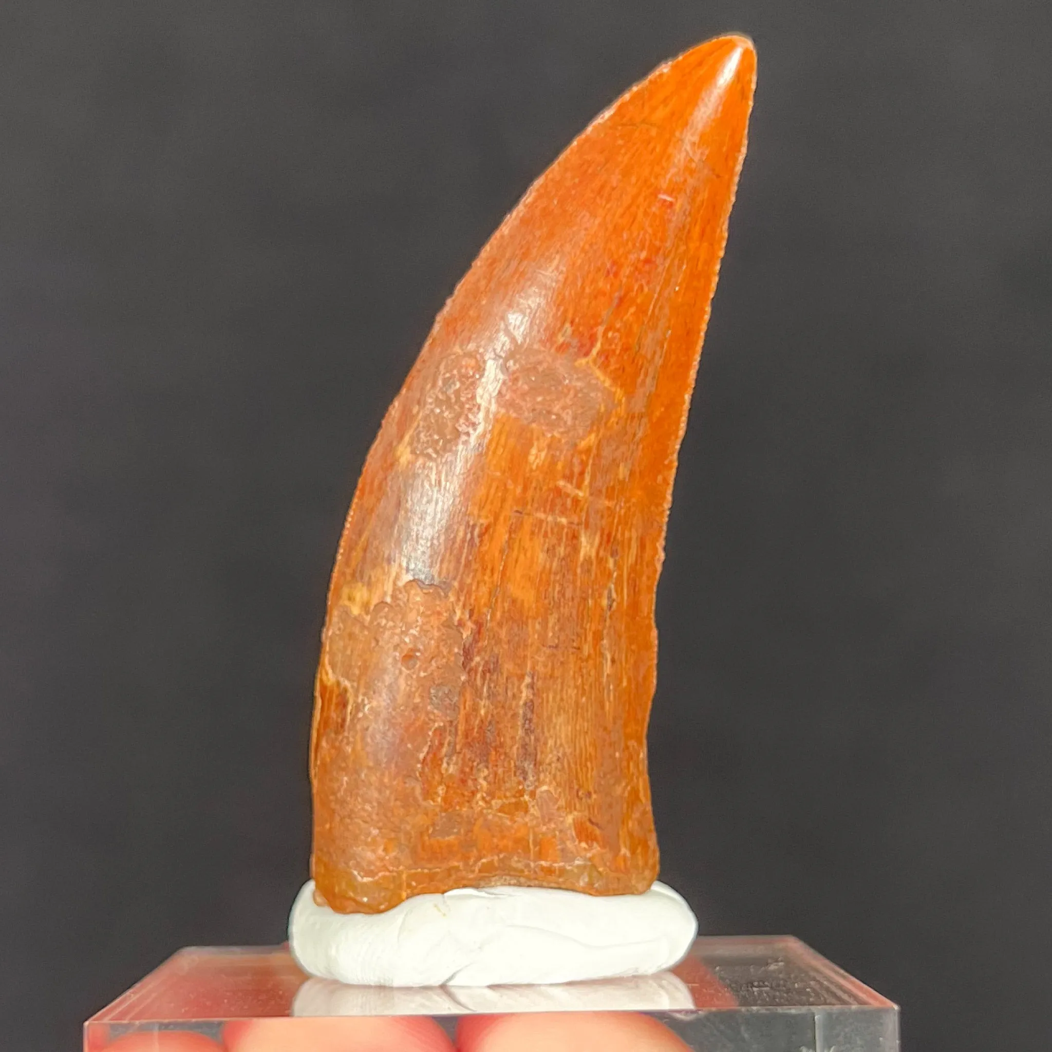 Large Carcharodontosaurus Dinosaur Tooth