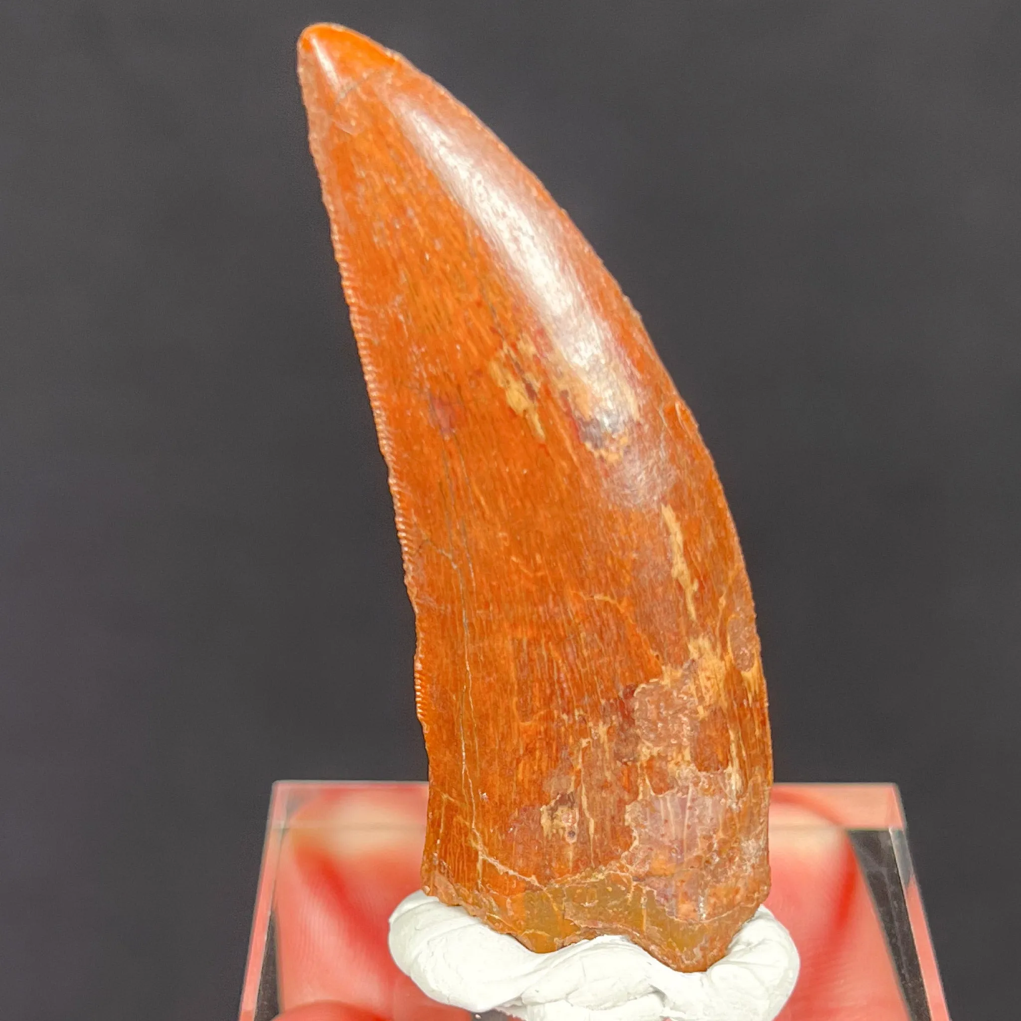 Large Carcharodontosaurus Dinosaur Tooth