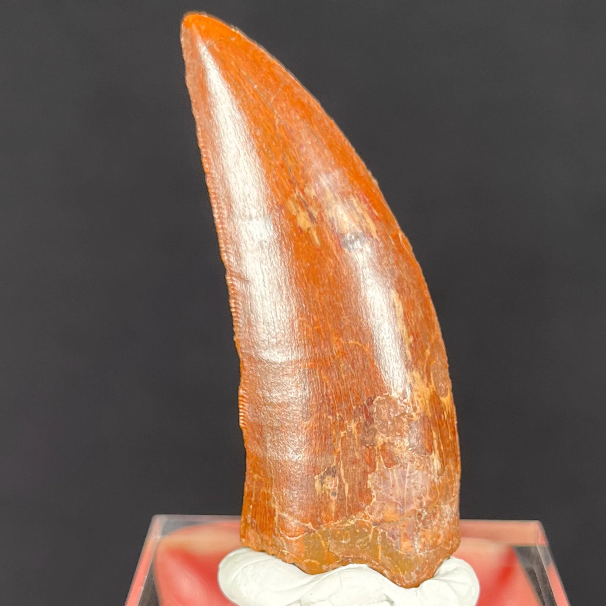 Large Carcharodontosaurus Dinosaur Tooth